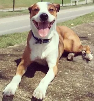 Cachorro raça vira lata idade  nome tigrinha