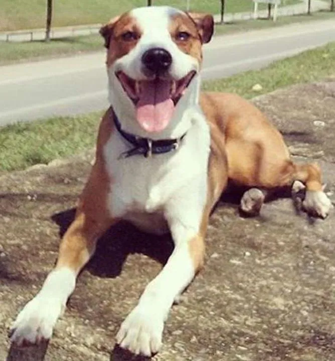 Cachorro ra a vira lata idade  nome tigrinha