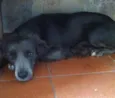 Pepê