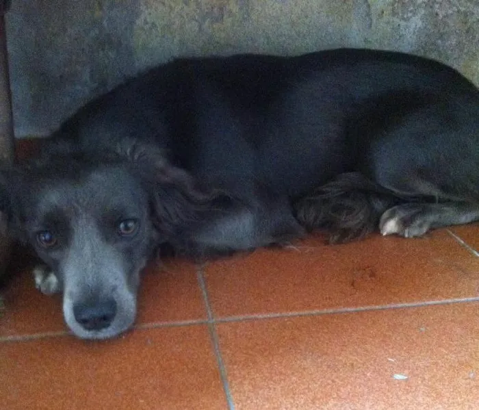 Cachorro ra a Sem raça definida idade 3 anos nome Pepê