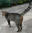 Cinza