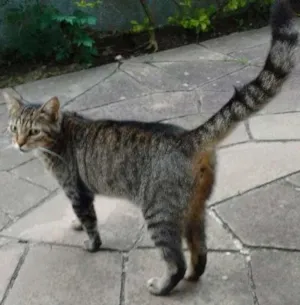 Gato raça Vira lata idade 1 ano nome Cinza