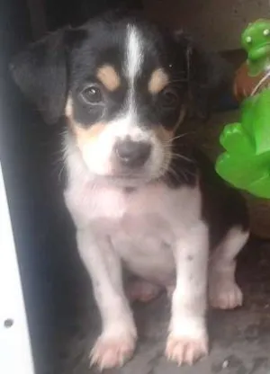 Cachorro raça SRD idade Abaixo de 2 meses nome Sem nome