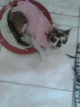 Sandrinha
