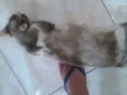 Sandrinha