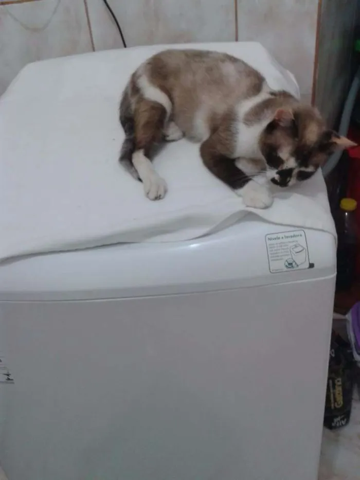 Gato ra a sem raça definida idade 5 anos nome Sandrinha