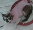 Sandrinha