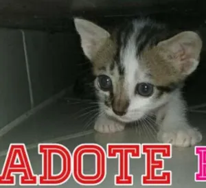 Gato raça  idade Abaixo de 2 meses nome Biscoito