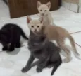 Mina, Menino, Galeg