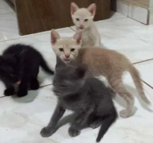 Gato raça  idade 2 a 6 meses nome Mina, Menino, Galeg