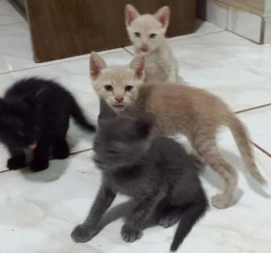 Gato ra a  idade 2 a 6 meses nome Mina, Menino, Galeg