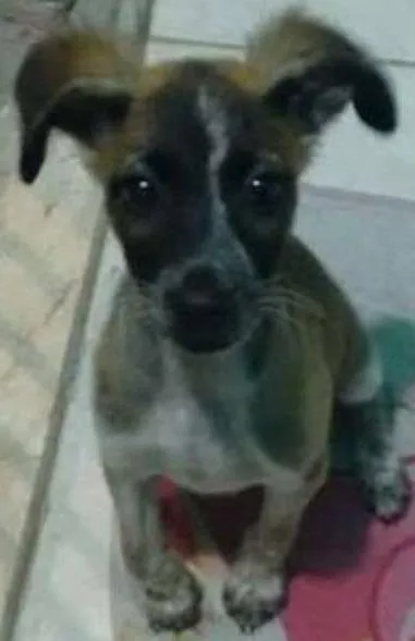 Cachorro raça viralata idade 2 a 6 meses nome snoopy