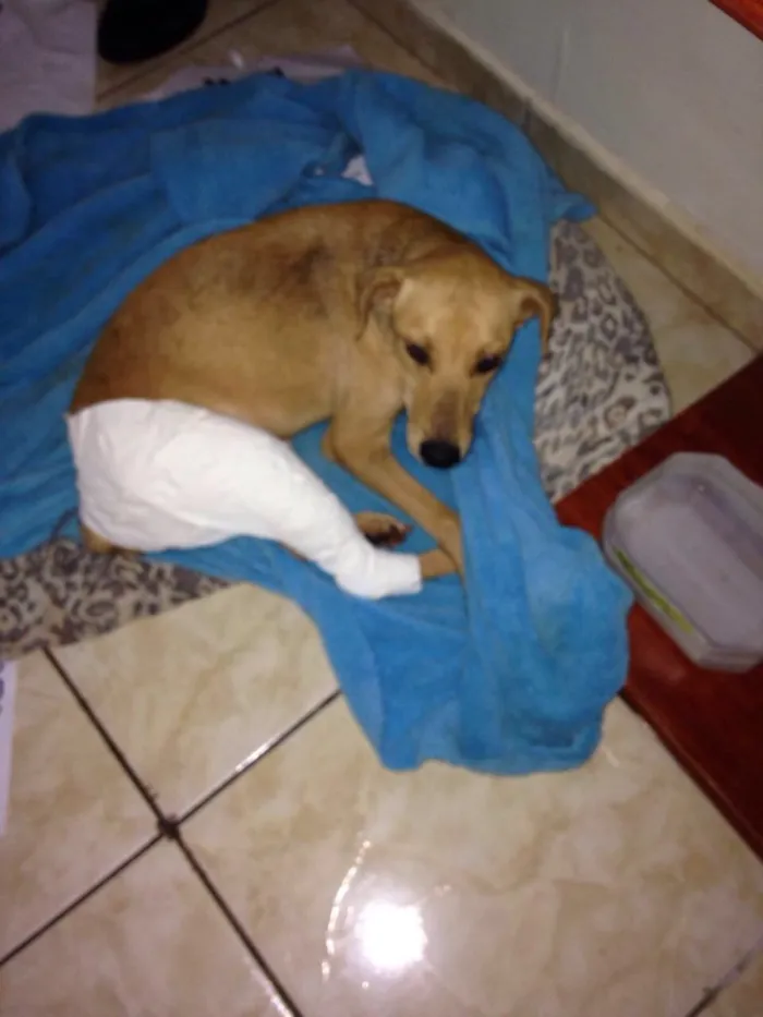 Cachorro ra a Nenhuma  idade 1 ano nome Vitório 