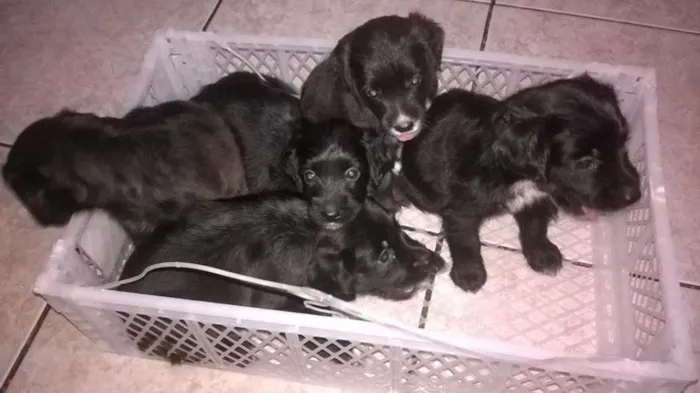 Cachorro raça SRD idade Abaixo de 2 meses nome sem nome