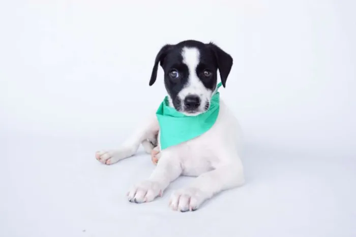Cachorro ra a SRD idade 2 a 6 meses nome Albert