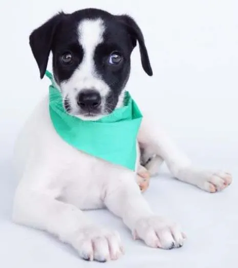 Cachorro ra a SRD idade 2 a 6 meses nome Albert