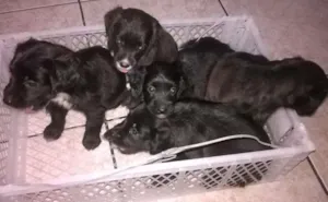 Cachorro raça SRD idade Abaixo de 2 meses nome sem nome