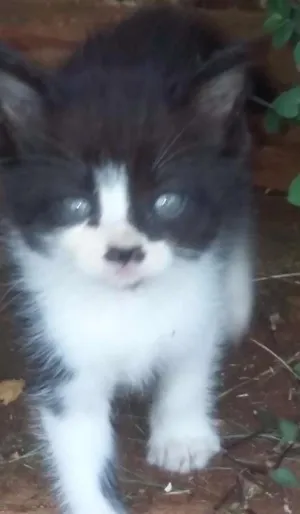 Gato raça  idade 2 a 6 meses nome sem nome