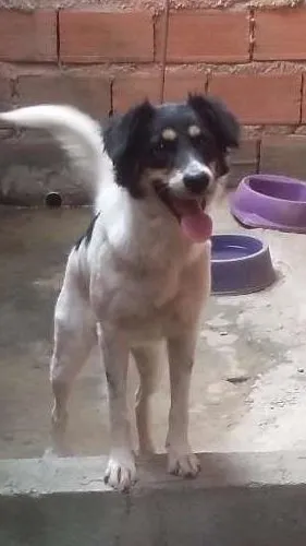 Cachorro raça Border collie idade 1 ano nome Savoia