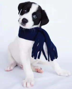 Cachorro raça SRD idade 2 a 6 meses nome Skol