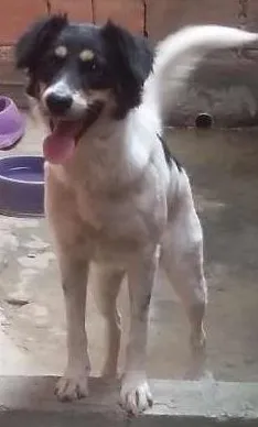 Cachorro raça Border collie idade 1 ano nome Savoia