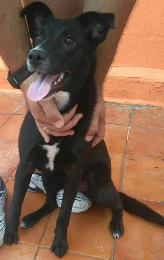 Cachorro ra a SRD idade 7 a 11 meses nome Minie