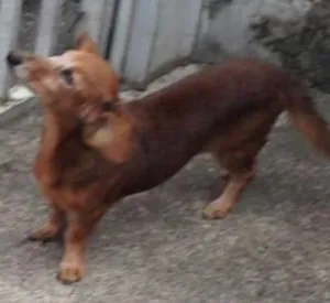 Cachorro raça Mestiça bacê (salsicha) idade 6 ou mais anos nome Pitucha 