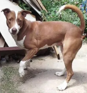 Cachorro raça Mestiça pitbull idade 5 anos nome Meg