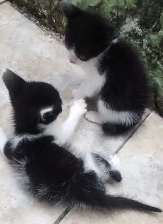 Gato ra a SRD idade Abaixo de 2 meses nome sem nome 