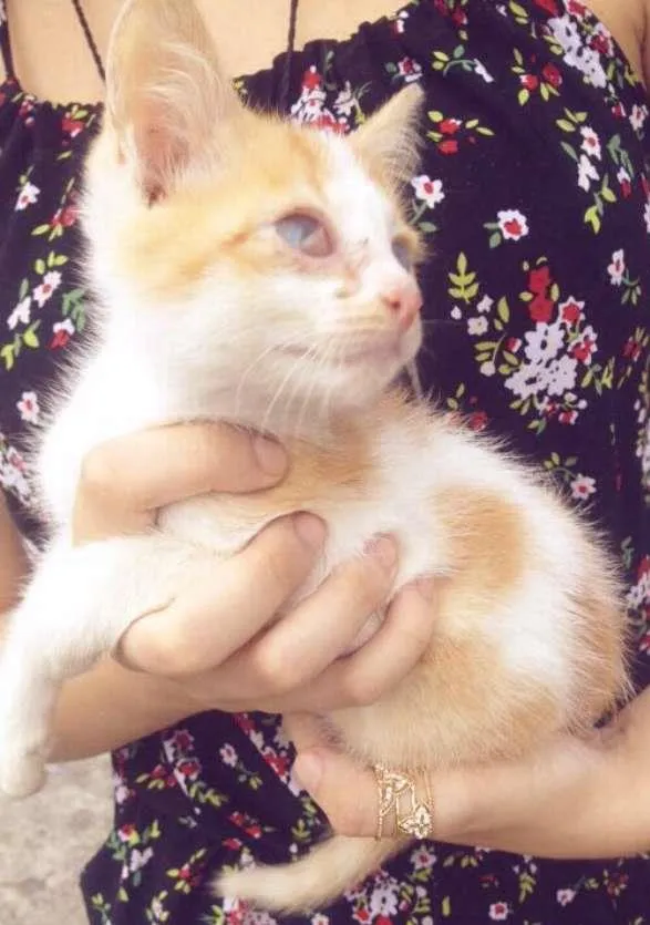 Gato ra a Vira-Lata idade 2 a 6 meses nome Effy