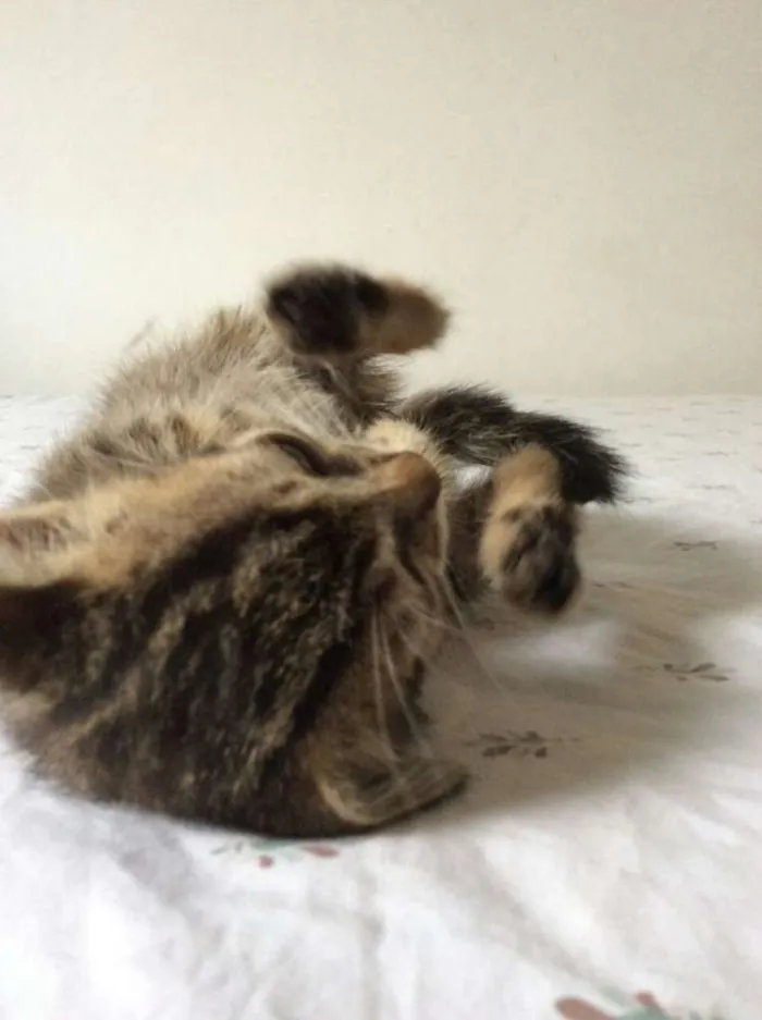 Gato ra a vira-lata idade 2 a 6 meses nome sem nome