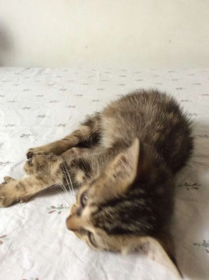 Gato ra a vira-lata idade 2 a 6 meses nome sem nome