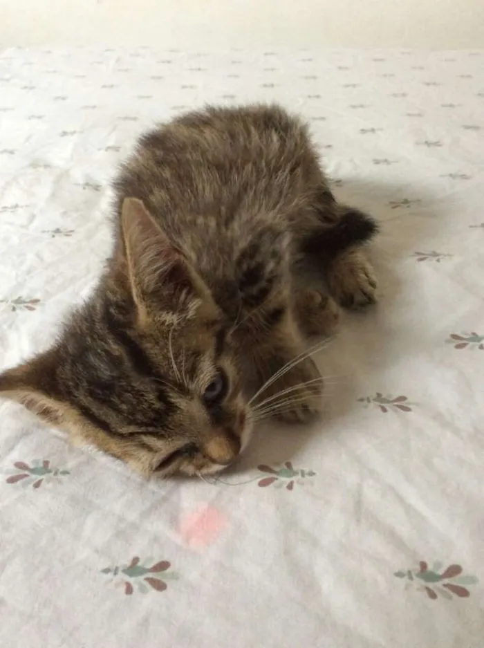 Gato ra a vira-lata idade 2 a 6 meses nome sem nome