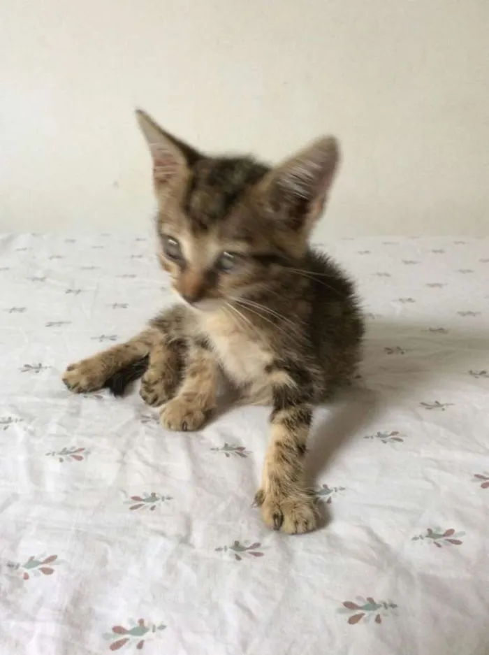 Gato ra a vira-lata idade 2 a 6 meses nome sem nome