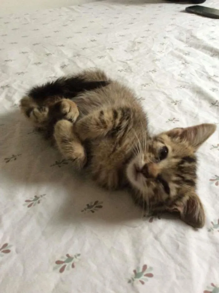Gato ra a vira-lata idade 2 a 6 meses nome sem nome