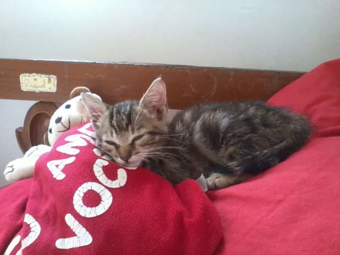 Gato ra a vira-lata idade 2 a 6 meses nome sem nome