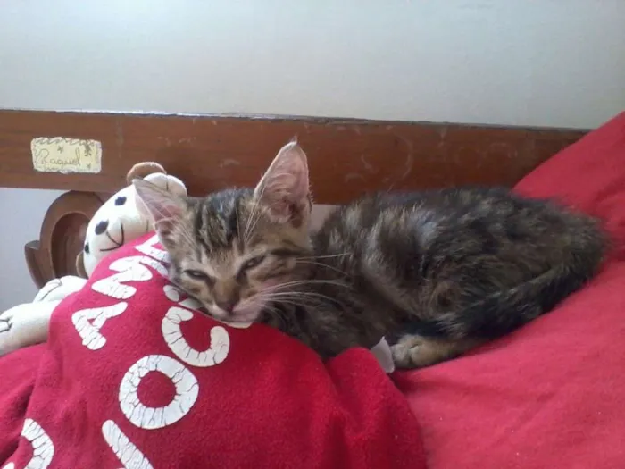 Gato ra a vira-lata idade 2 a 6 meses nome sem nome
