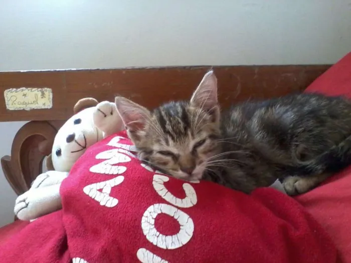 Gato ra a vira-lata idade 2 a 6 meses nome sem nome