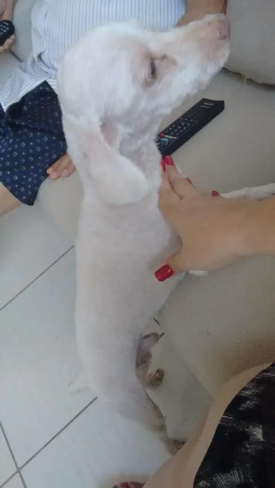 Cachorro raça Poodle idade 6 ou mais anos nome Romeu