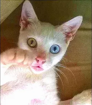 Gato raça Pêlo Curto Britânico Branco de Olhos Ímpares idade 2 a 6 meses nome FLORA