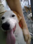 Pitanga