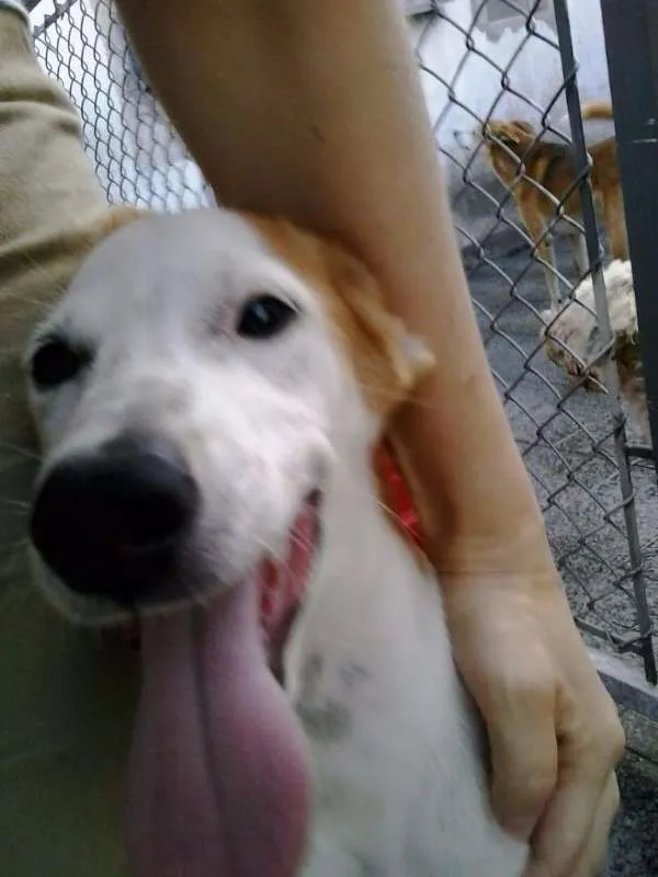Cachorro ra a SRD idade 2 a 6 meses nome Pitanga
