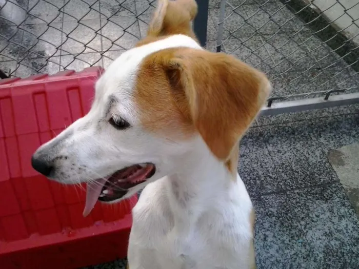 Cachorro ra a SRD idade 2 a 6 meses nome Pitanga