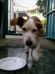 Pitanga