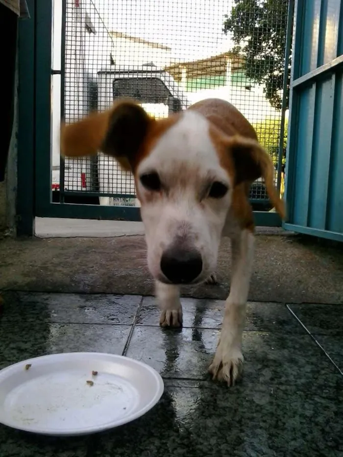 Cachorro ra a SRD idade 2 a 6 meses nome Pitanga