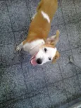 Pitanga