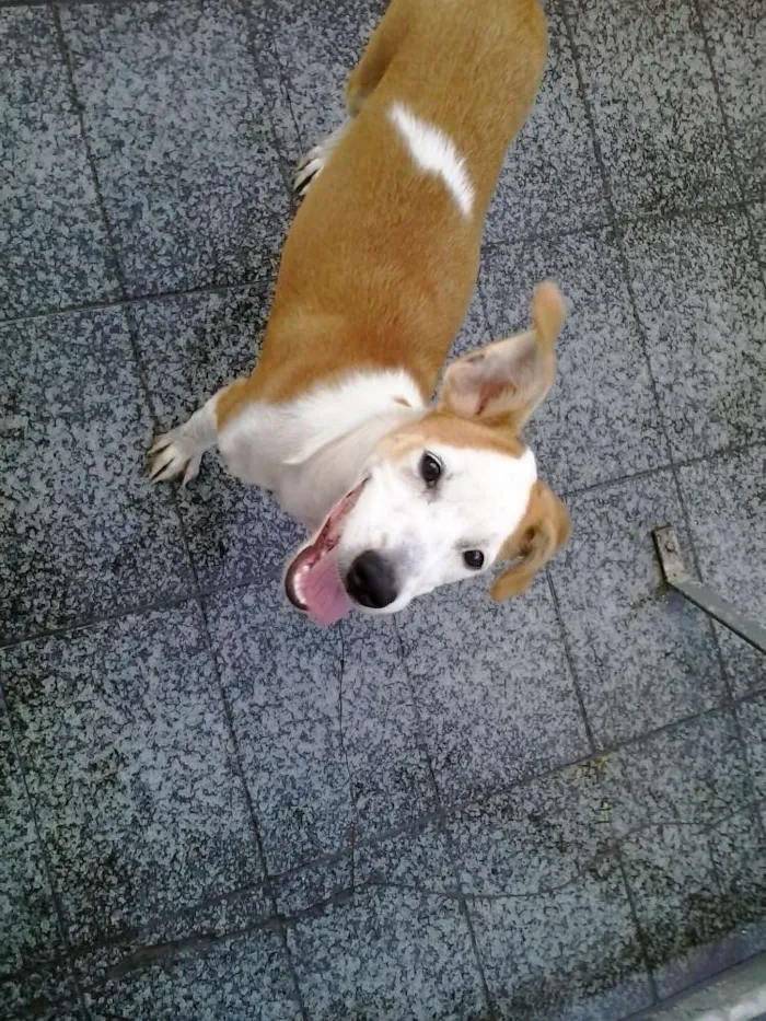 Cachorro ra a SRD idade 2 a 6 meses nome Pitanga