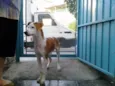 Pitanga