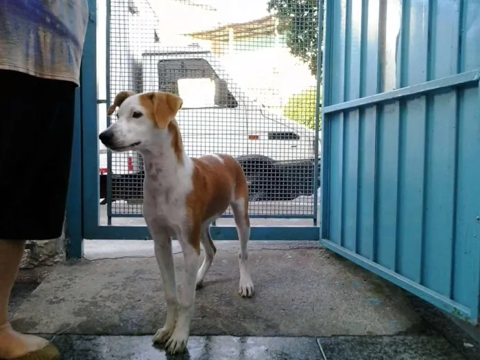 Cachorro ra a SRD idade 2 a 6 meses nome Pitanga
