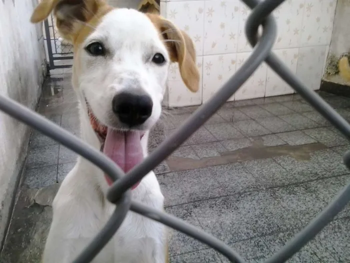 Cachorro ra a SRD idade 2 a 6 meses nome Pitanga